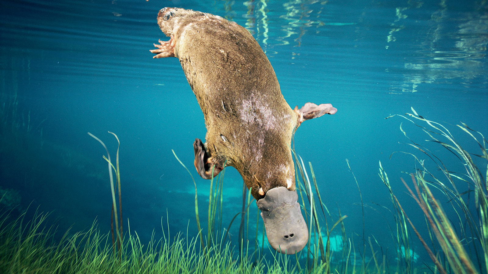 If You Think You Can Pass This Tough General Knowledge Quiz, You’re Wrong Duck billed Platypus diving (Ornithorhynchus anatinus), Tasmania, Australia. Digital composite