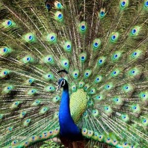 If You Get Over 80% On This Random Knowledge Quiz, You Know a Lot Peafowl