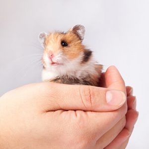 Which Greek God Are You? Hamster
