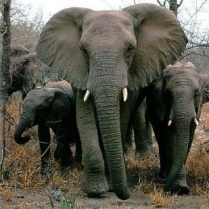 Are You a General Knowledge Genius? Elephant