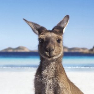 Are You a General Knowledge Genius? Kangaroo