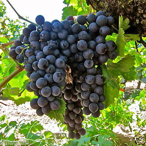 Are You A General Knowledge Genius? Quiz Grapes