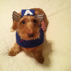 Which Two Marvel Characters Are You A Combo Of? Dog