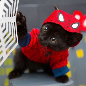 Which Two Marvel Characters Are You A Combo Of? Cat