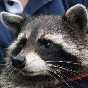 Everyone Is a Combo of Two Marvel Characters — Who Are You? Racoon
