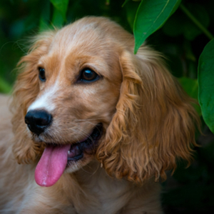 What Era Do I Belong In? Quiz Cocker Spaniel