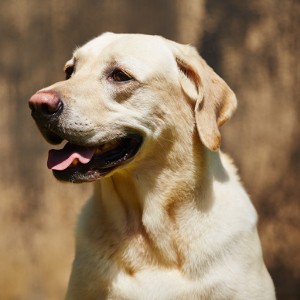 🐶 Pick Your Favorite Dog Breeds and We’ll Tell You Your Personality Labrador Retriever