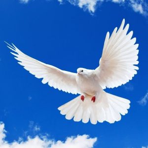 September Trivia Quiz International Day of Peace