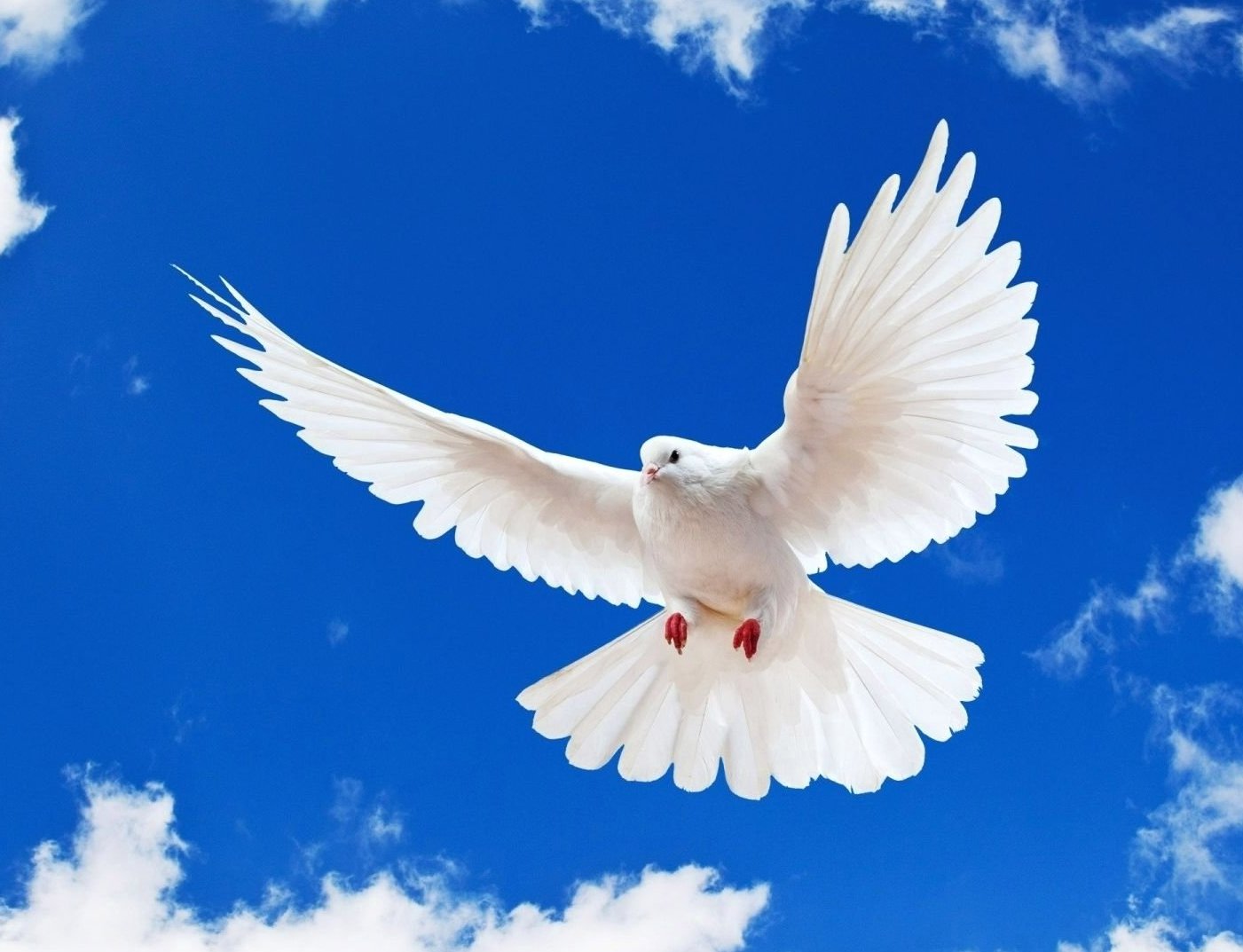 Sorry, But Only 1 in 10 People Can Pass This General Knowledge Quiz white dove peace