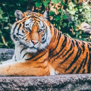 Second Largest Animals Tiger