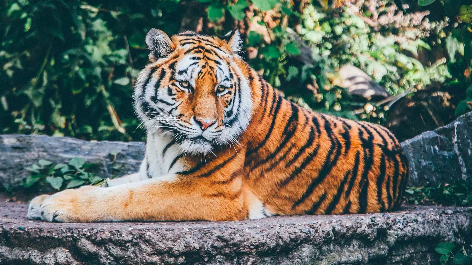 Sorry, But Only 1 in 10 People Can Pass This General Knowledge Quiz tiger