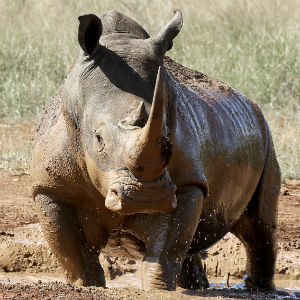 Can You Correctly Answer 15 Random General Knowledge Questions? Rhinoceros
