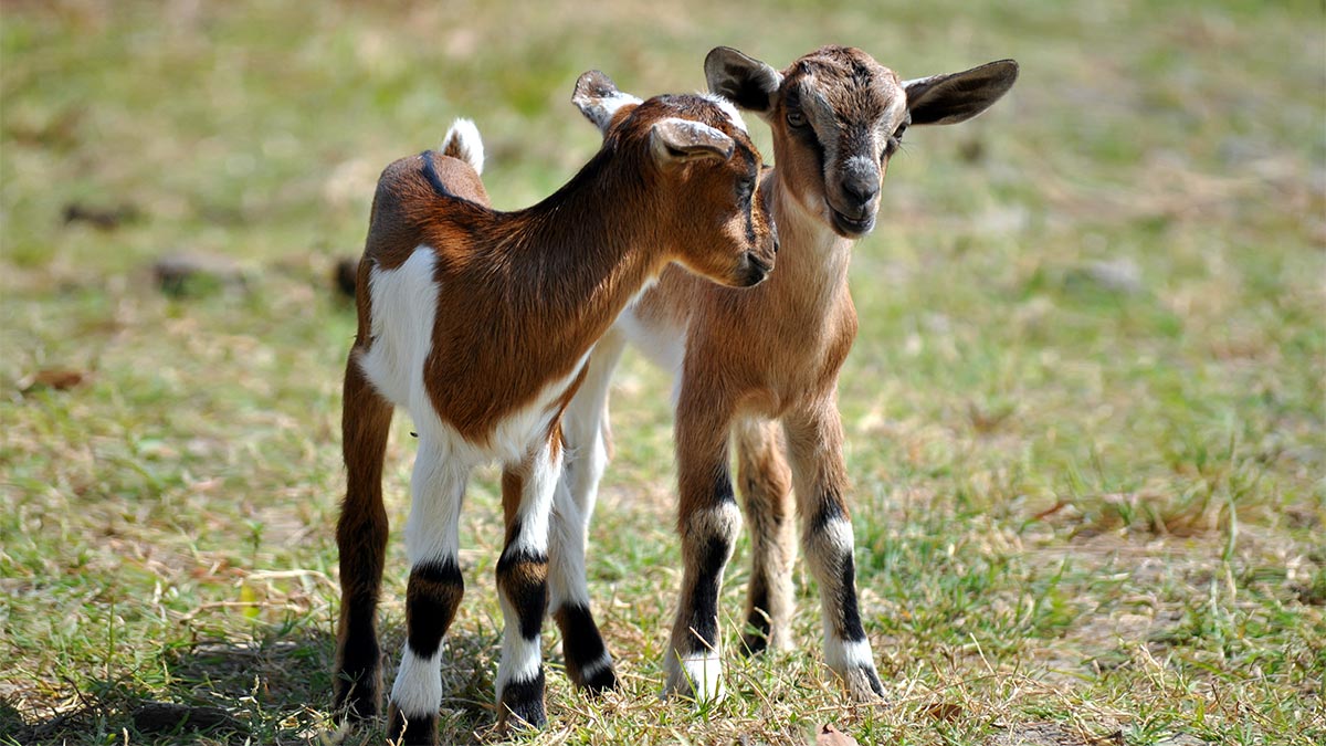 Sorry, But Only 1 in 10 People Can Pass This General Knowledge Quiz baby goat