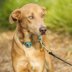 Describe Your Current Life To Know What You'll Be For Quiz Yes, a dog.