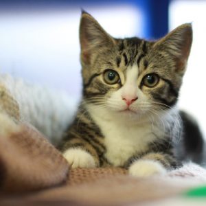 Describe Your Current Life To Know What You'll Be For Quiz Yes, a cat.