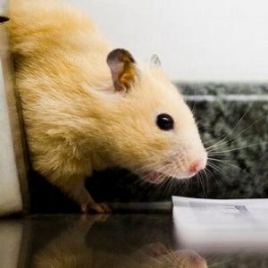 Describe Your Current Life To Know What You'll Be For Quiz Yes, a hamster.