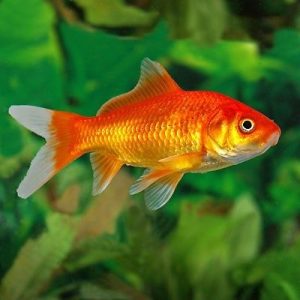 Describe Your Current Life To Know What You'll Be For Quiz Yes, a fish.