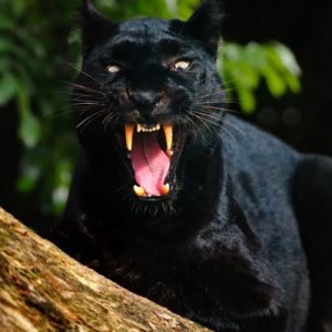 Everyone Is a Combo of One Marvel Hero and One Marvel Villain — Who Are You? Panther