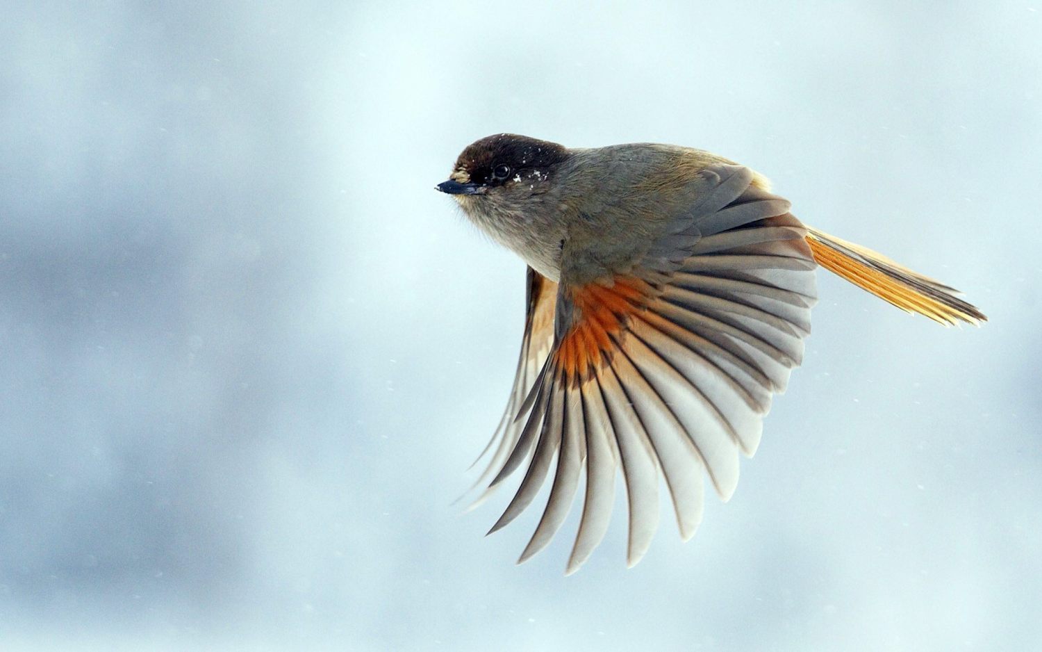 Can You Beat Your BFF in This General Knowledge Quiz? bird flying