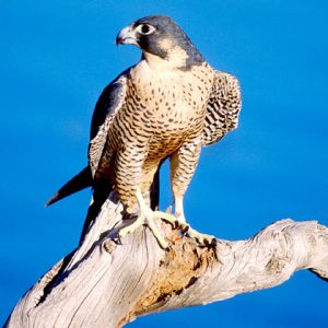 How Well Can You Actually Do in an Elementary School Exam? Peregrine falcon