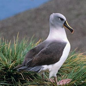 Can You Beat Your BFF in This General Knowledge Quiz? Grey-headed albatross