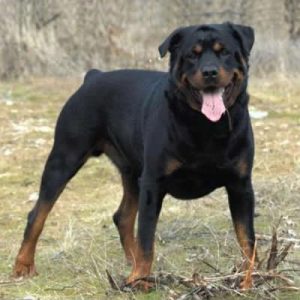 🐶 Pick Your Favorite Dog Breeds and We’ll Tell You Your Personality Rottweiler