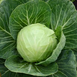 Do You Know a Little About a Lot? Cabbage