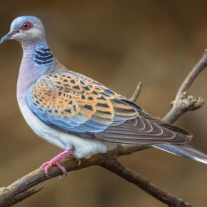 Can You Beat the Average Person in This General Knowledge Quiz? 5 turtle doves