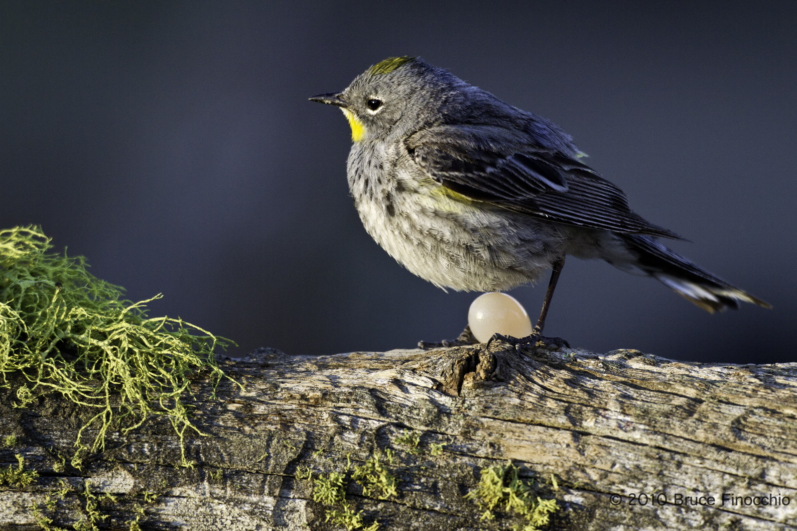 Can You Pass This US Army IQ Test from 1920? Young Female Yellow rumped Warbler Minutes After Laying Her Firs