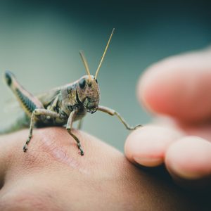 Can You Get Better Than 80% On This General Science Quiz? Insects
