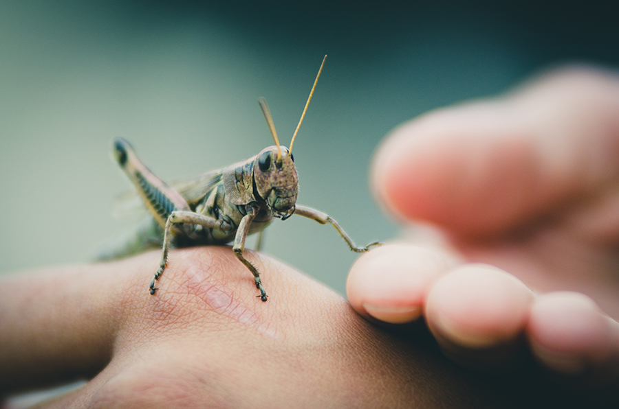 It’s Time to Chill and Try Your Hands at This Easy Mixed Knowledge Quiz fear of Insects