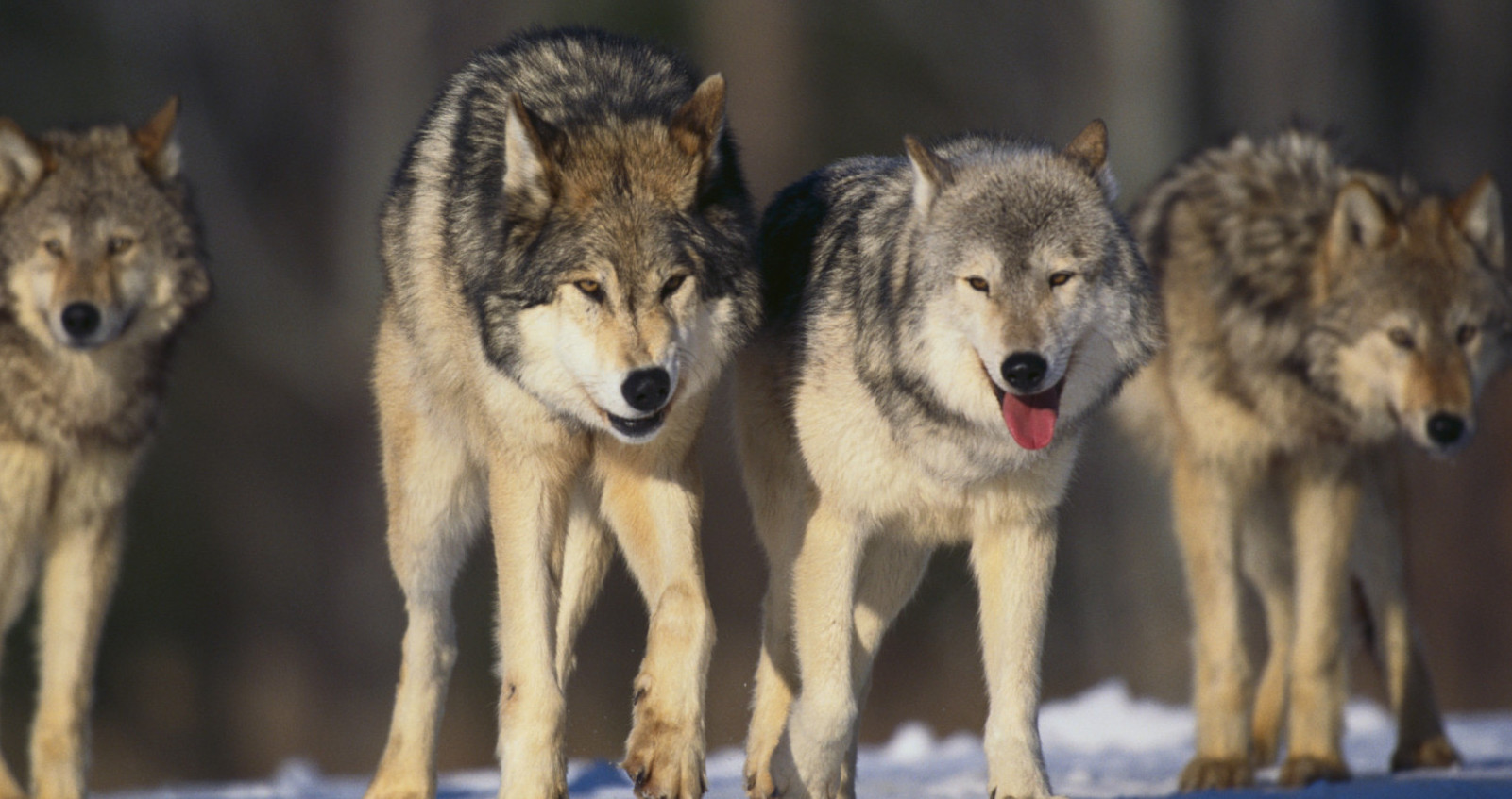 Can You Match These Animals With Their Natural Food Source? wolves