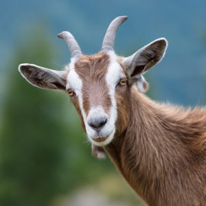 90% Of People Can’t Crush This Easy General Knowledge Quiz. Can You? Goat