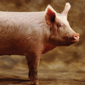 Can You Pass This Ultimate Quiz of “Two Truths and a Lie”? Pigs have short memory spans