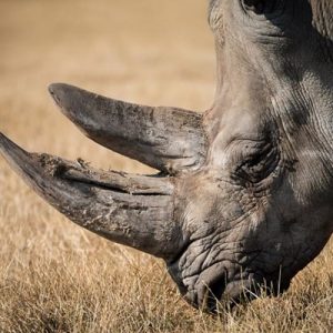 This Trivia Quiz Is Surprisingly Difficult, But You Should Try to Pass It Anyway Rhinoceros horn