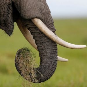 This Trivia Quiz Is Surprisingly Difficult, But You Should Try to Pass It Anyway Elephant tusk