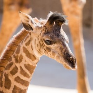 This Trivia Quiz Is Surprisingly Difficult, But You Should Try to Pass It Anyway Giraffe ossicones