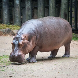 This General Knowledge Trivia Quiz Will Test Every Corner of Your Mind Hippopotamus