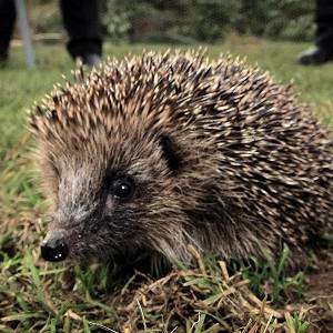 🐋 Only the Super Smart Will Score Better Than 12/17 on This Big, Bigger, Biggest Animal Quiz Cape porcupine