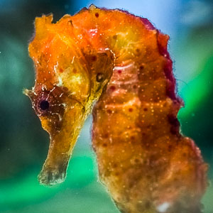 This Trivia Quiz Is Surprisingly Difficult, But You Should Try to Pass It Anyway Seahorse