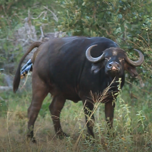 Only Really Smart People Can Pass This General Knowledge Quiz Buffalo