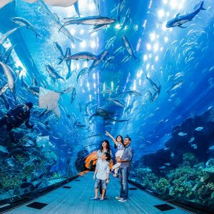 Fursona Quiz Indoor Aquarium Visit