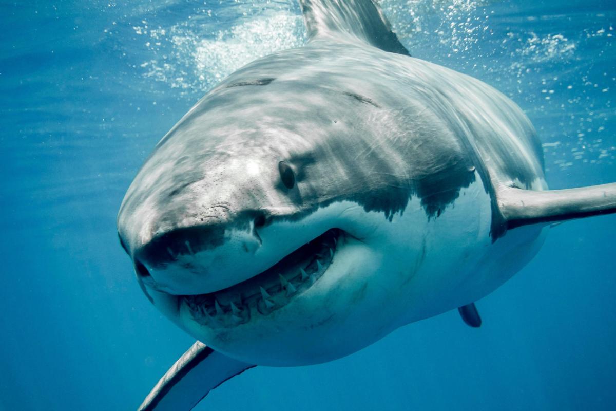 I Guarantee This General Knowledge Quiz Will Be the Hardest Thing You Do All Day sharks