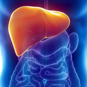 Do You Know a Little About a Lot? Liver