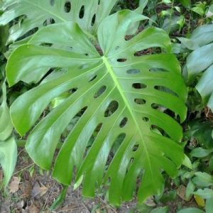 Don’t Call Yourself a Trivia Expert If You Can’t Get 15/20 on This General Knowledge Quiz Leaf