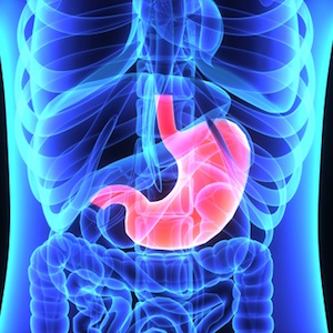 Are You Smarter Than an Elementary School Student? Stomach
