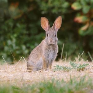 Don’t Call Yourself a Trivia Expert If You Can’t Get 15/20 on This General Knowledge Quiz Rabbit