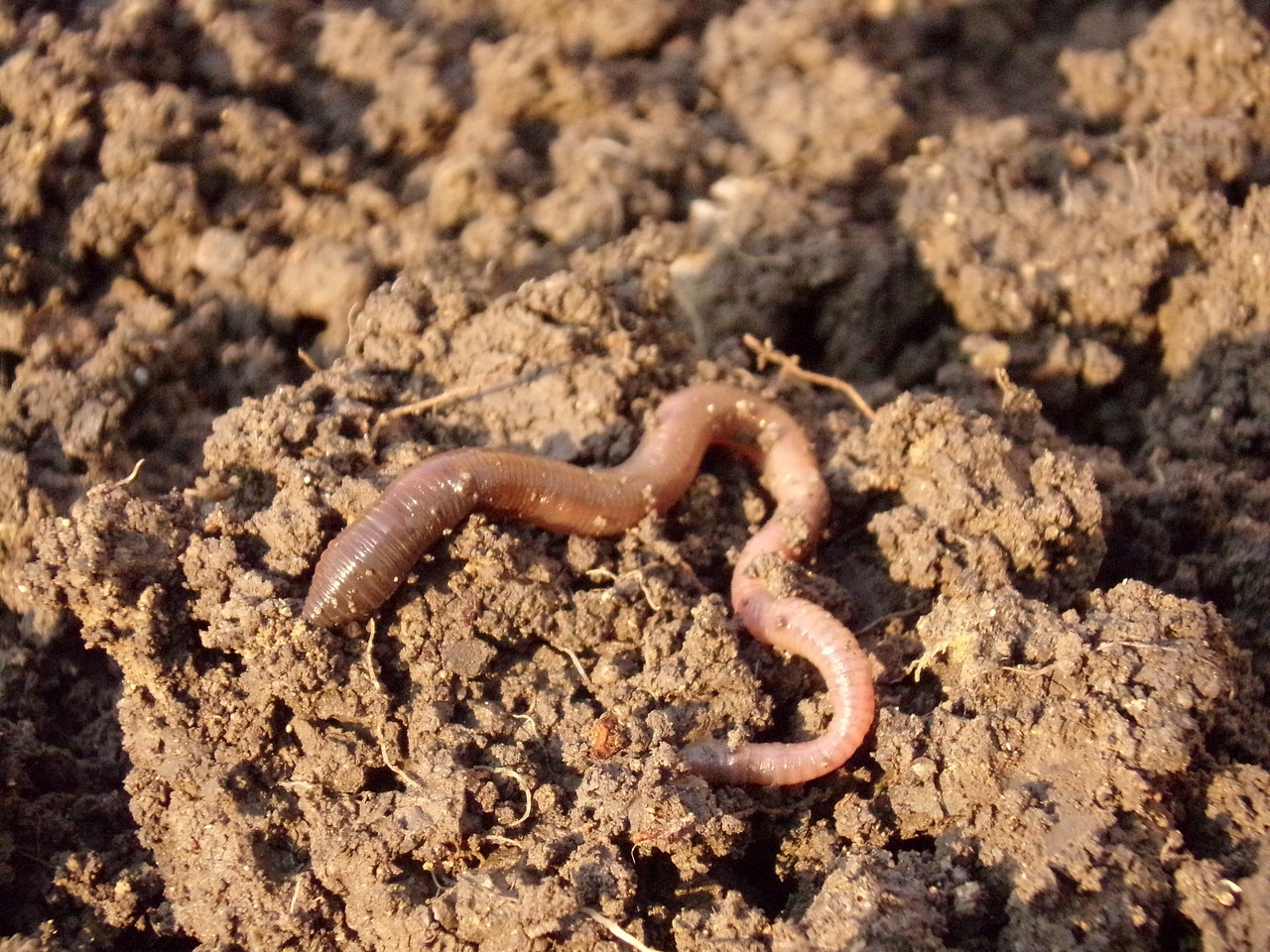 Don’t Call Yourself a Trivia Expert If You Can’t Get 15/20 on This General Knowledge Quiz earthworm