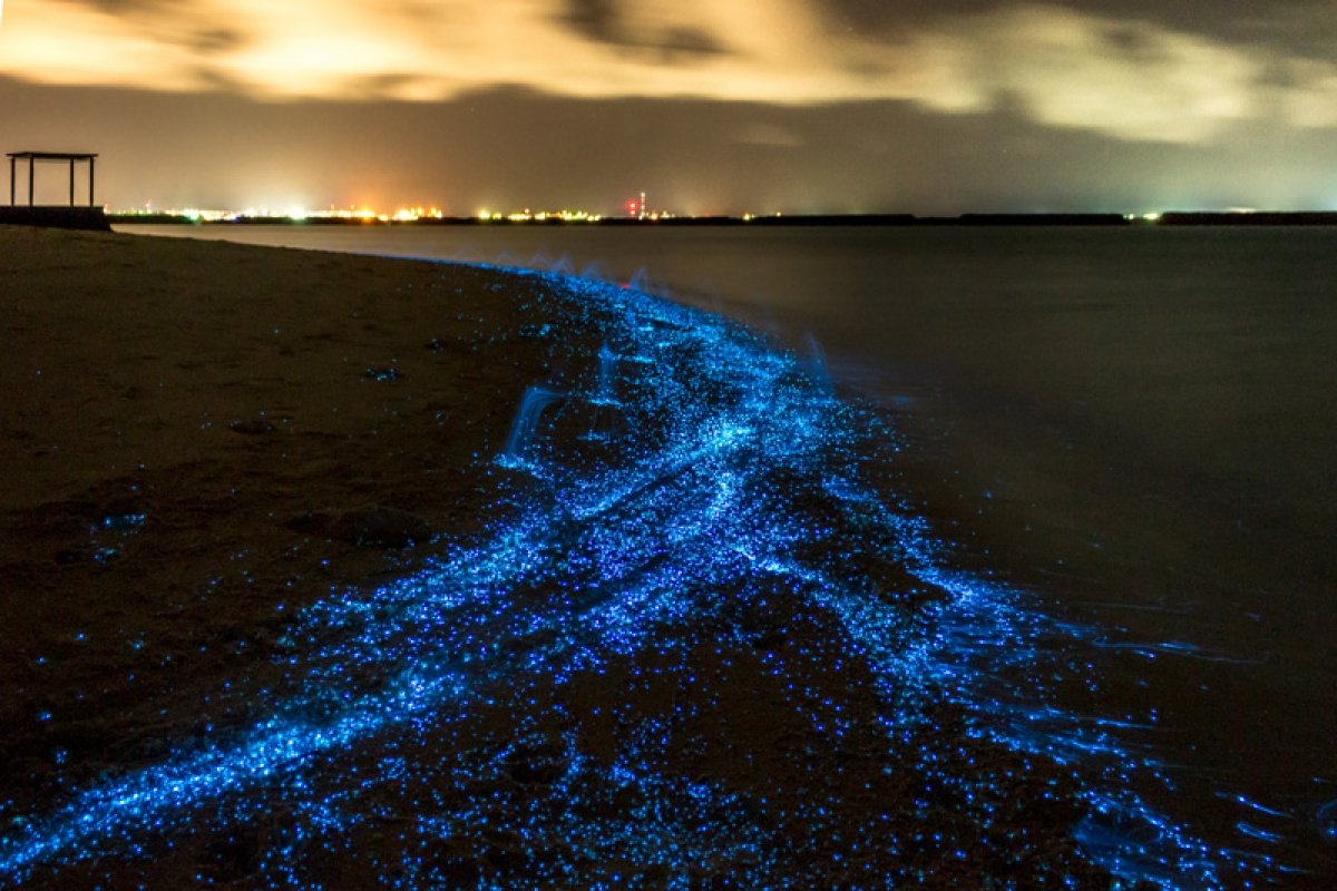 You got: Sea of Stars on Vaadhoo Island in the Maldives! 🎢 Spend a Day in Universal Studios and We’ll Give You a Surreal Place to Visit