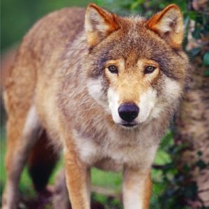 Which Norse God Are You? Wolf